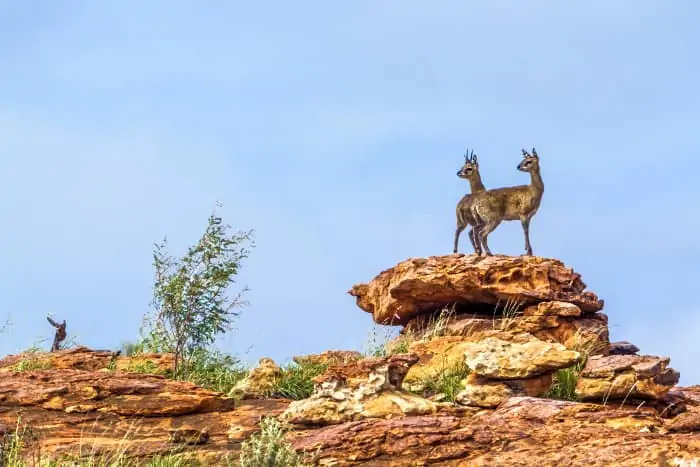 Pair of klipspringers proudly standing on a rock