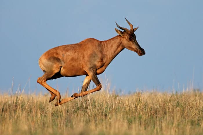 Common tsessebe running on open plains
