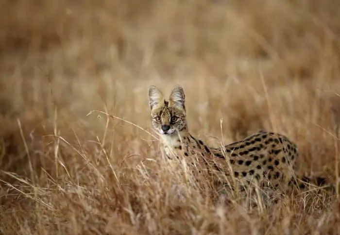 Serval cat in alert mode