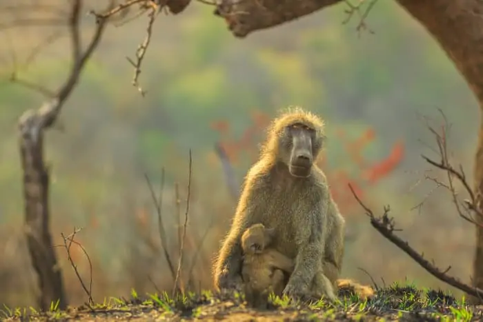 Tender moment between mom chacma baboon and her baby