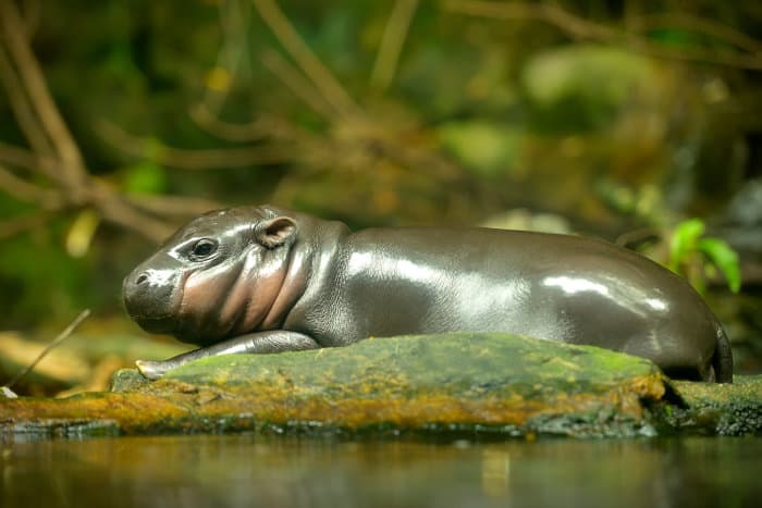 Baby pygmy hippo resting on a rock