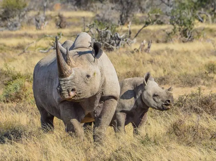 Mom black rhino with calf