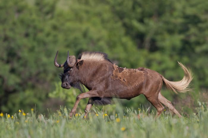 Black wildebeest running on a ridge covered with green grass and yellow flowers