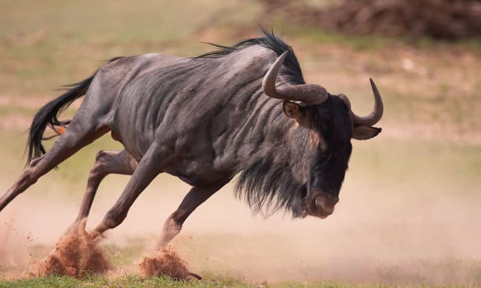 Top 10 Fastest Antelope Species in Africa - Africa Freak