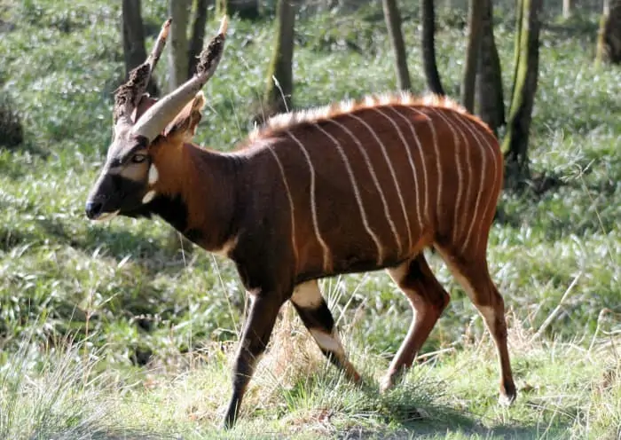 Male bongo antelope walking in a forest area