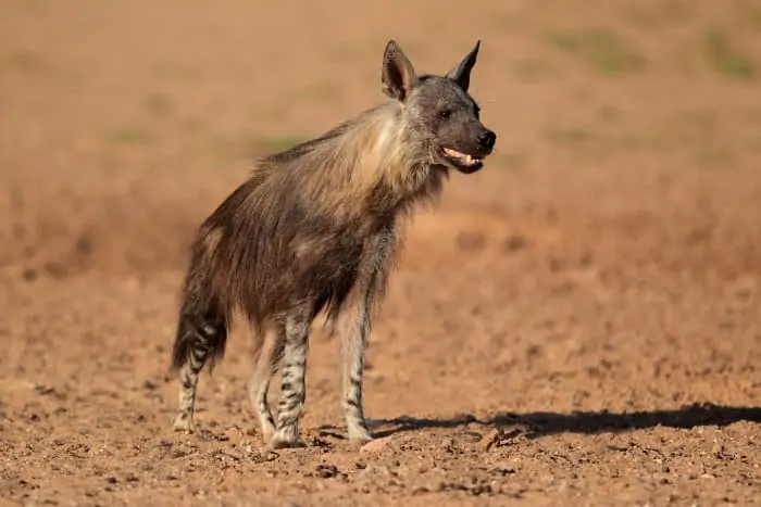 Alert brown hyena in the Kalahari desert