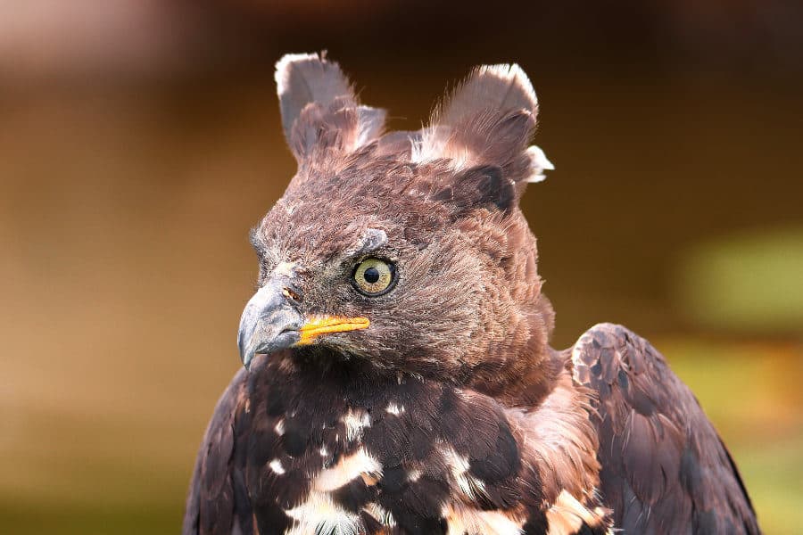 Crowned eagle face portrait displaying crown feathers