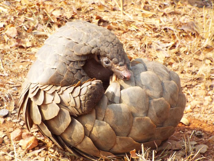 Curled up pangolin takes a peek