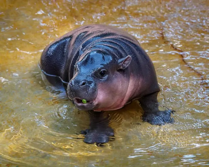 The Astonishing Truth About Pygmy Hippo Size Next To A Human - 5g5eup0
