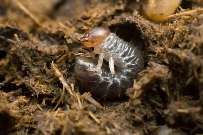Dung beetle larva in cow dung