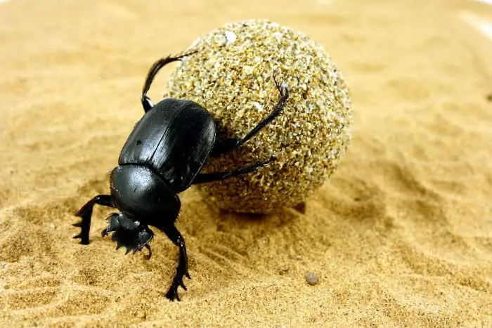 Dung beetle pushing its ball