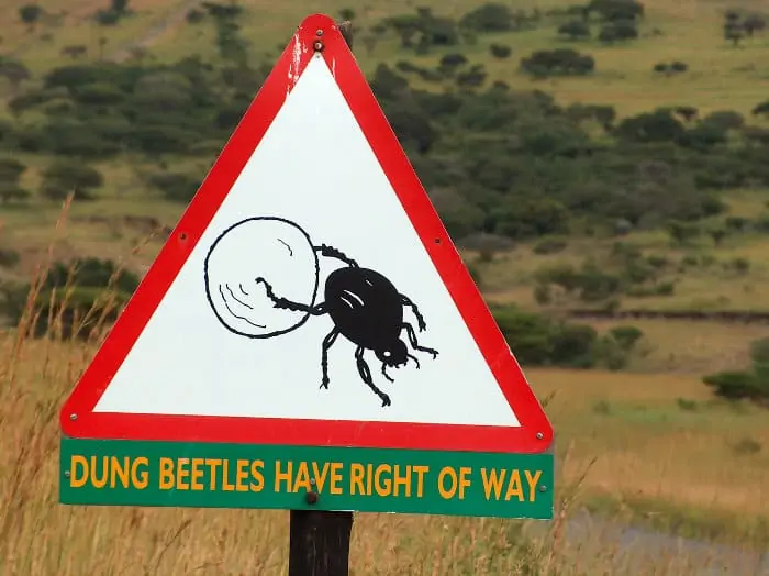 Dung beetles have right of way