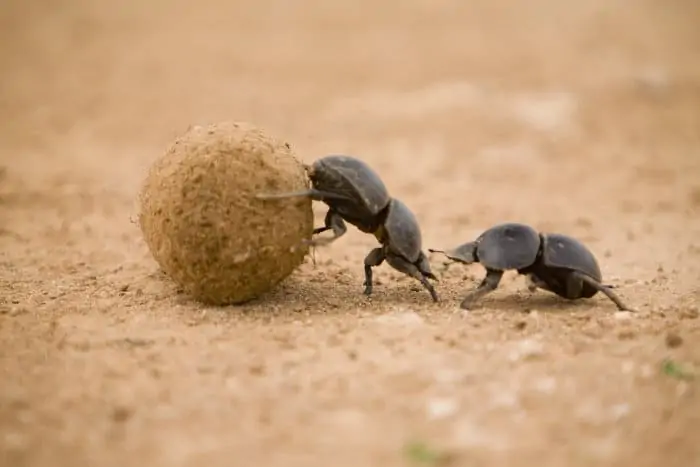 While one dung beetle pushes the dung ball, the other one follows