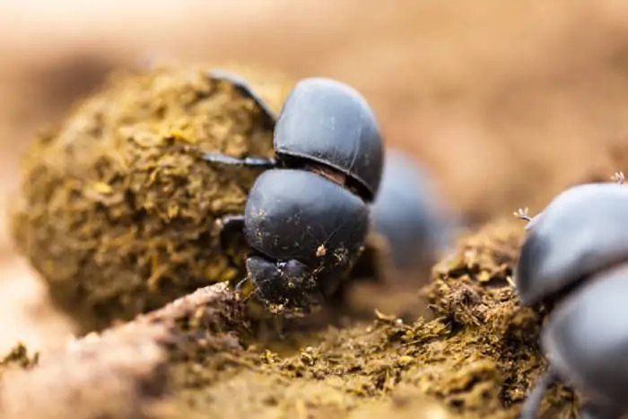 Three dung beetles making their balls