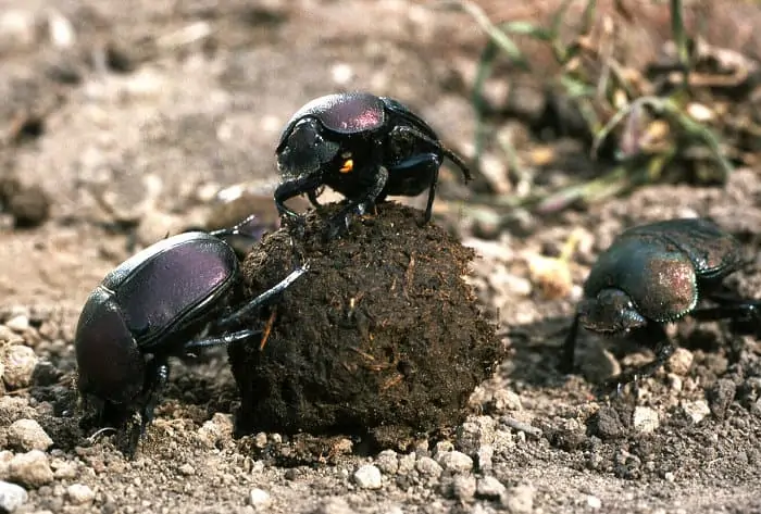 Dung beetle hitchhiking a ride on top of a dung ball