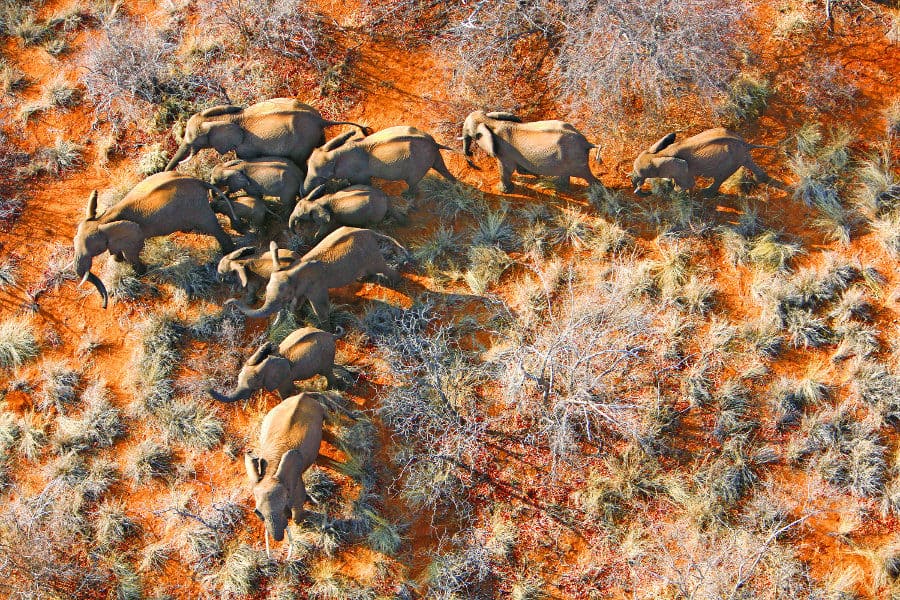 Elephant family from above in semi-desert landscape