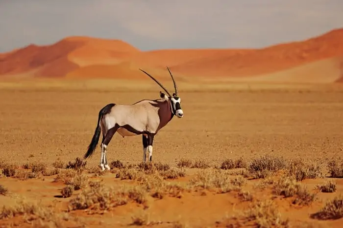 Gemsbok with orange sand dune in the background, photographed in Namibia