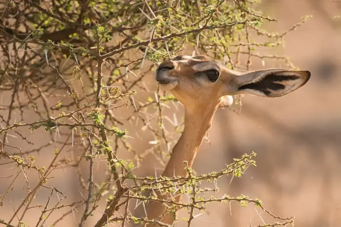 Just like a giraffe, the gerenuk uses its long neck to reach higher leaves in a tree