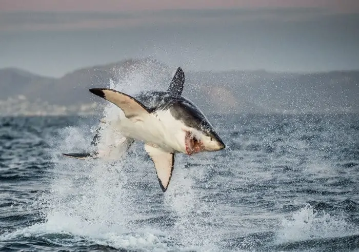 Great white shark breaching, off the coast of South Africa