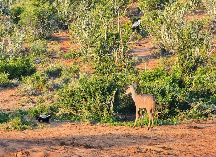 Female kudu meets honey badger, which seems not pleased