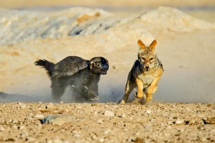 Fearless honey badger chases a black-backed jackal in Etosha