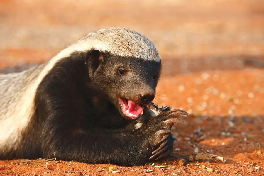 Honey badger eating a dove in the Kalahari desert