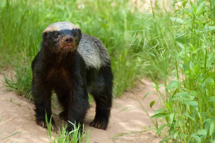 The honey badger almost looks like a large weasel