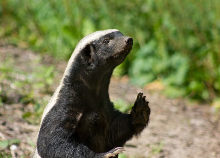 21 Fun Facts About Honey Badgers: The World's Most Fearless Animals