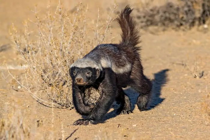 Honey badger on the move, with its tail sticking up