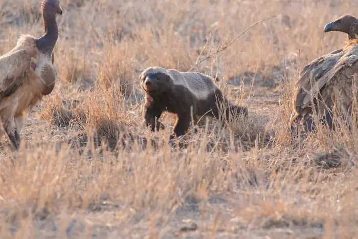 Honey badger encounters vultures in the Kruger