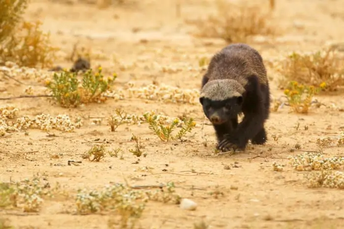 While honey badgers are usually solitary animals, youngsters may stay at home until they are bigger than their mothers