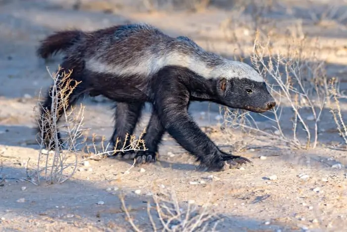 Despite their name, honey badgers are not actually badgers