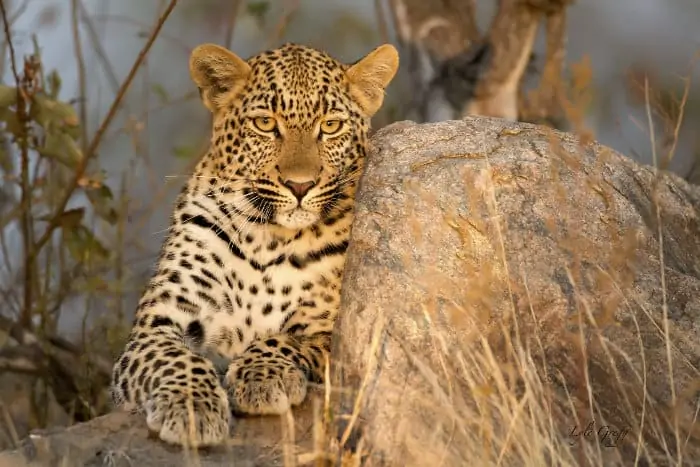 Magnificent leopard resting on a rock