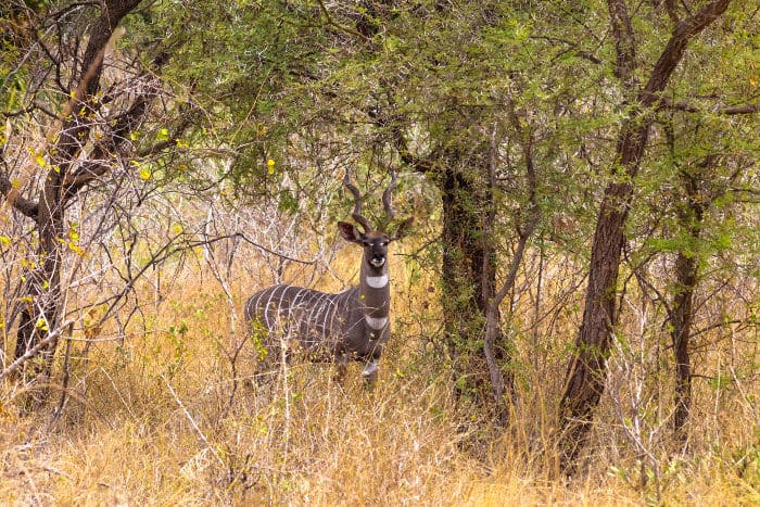 Male lesser kudu in the thickets
