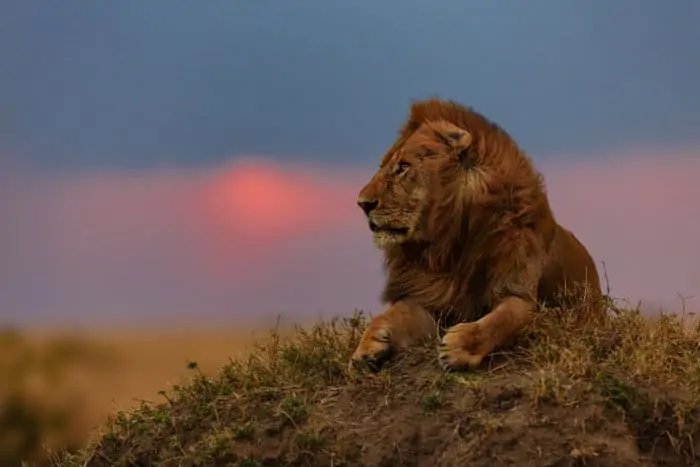Lion at sunset in the Masai Mara