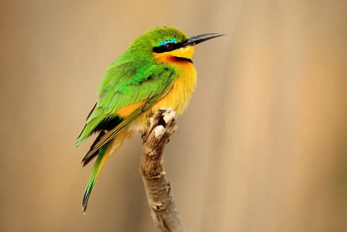 The little bee-eater is one of the smaller bird species of Sub-Saharan Africa