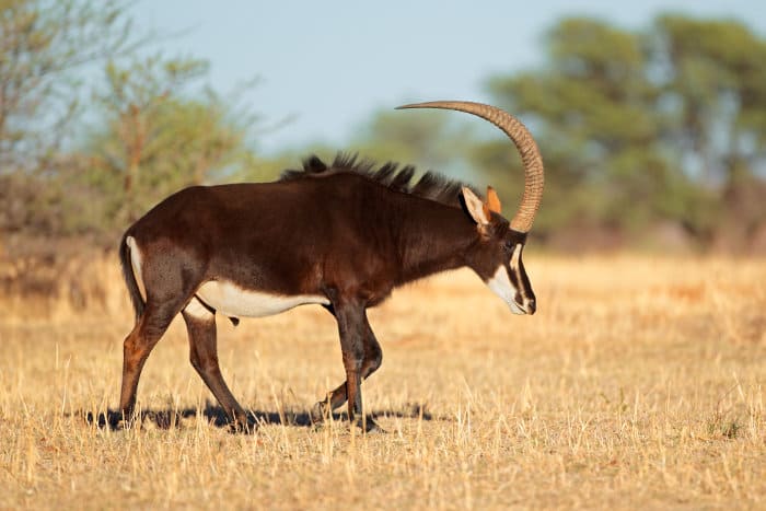 Male sable antelope with its magnificent horns