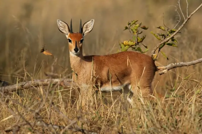 Male steenbok in the Kruger park