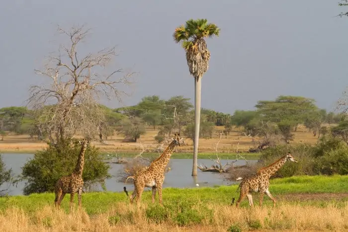 Masai giraffe in the Selous Game Reserve