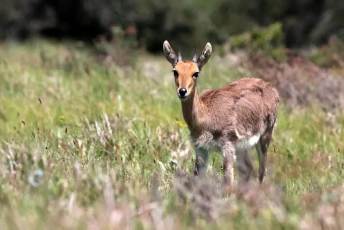 Young mountain reedbuck photographed in the Eastern Cape
