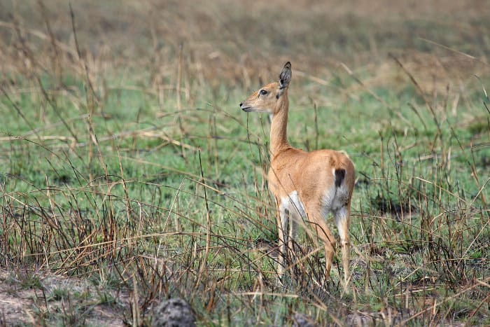Female oribi antelope