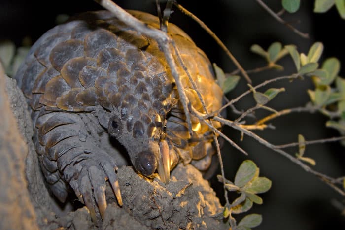 Close-up of a pangolin in northern Botswana