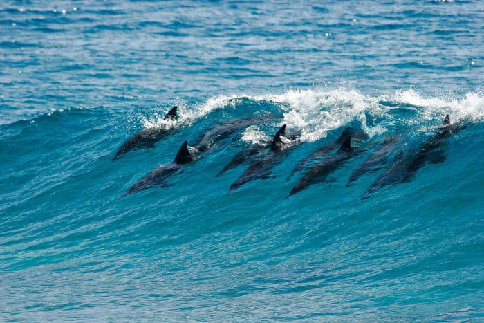 Pod of dolphins catch a wave and surf in it in Mozambique