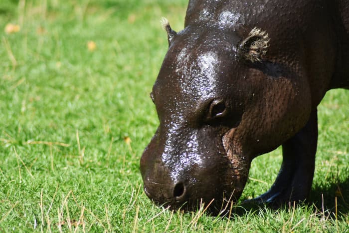 Shiny pygmy hippo eating grass
