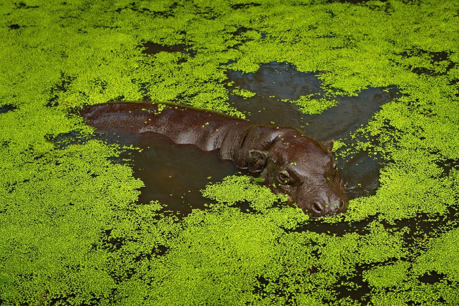 Pygmy hippopotamus immersed in duckweed, Liberia