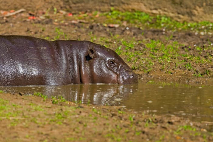 Pygmy hippo wallowing in a puddle of water