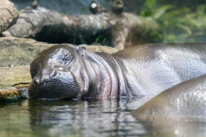 Pygmy hippo resting in shallow water