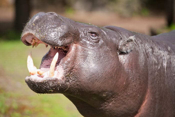 Pygmy hippo showing its teeth