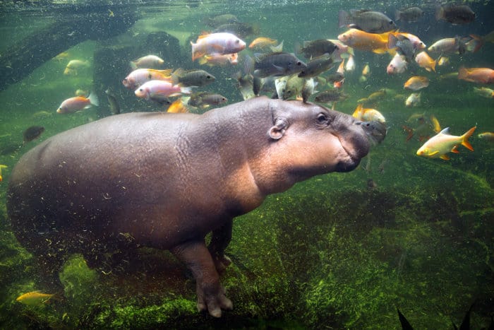 Pygmy hippo submerged under water