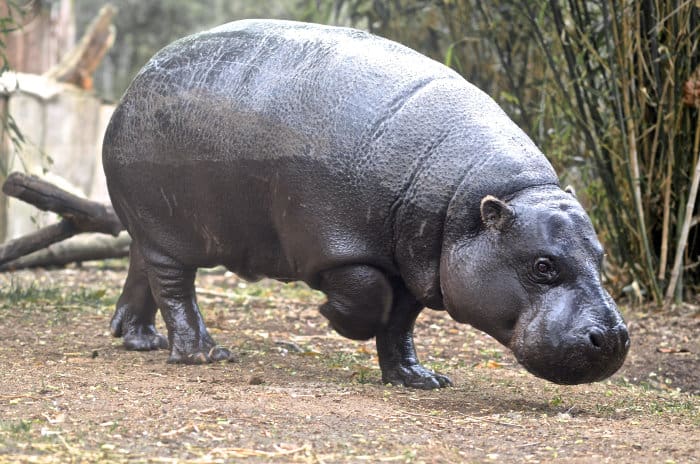 Pygmy hippo in a zoo